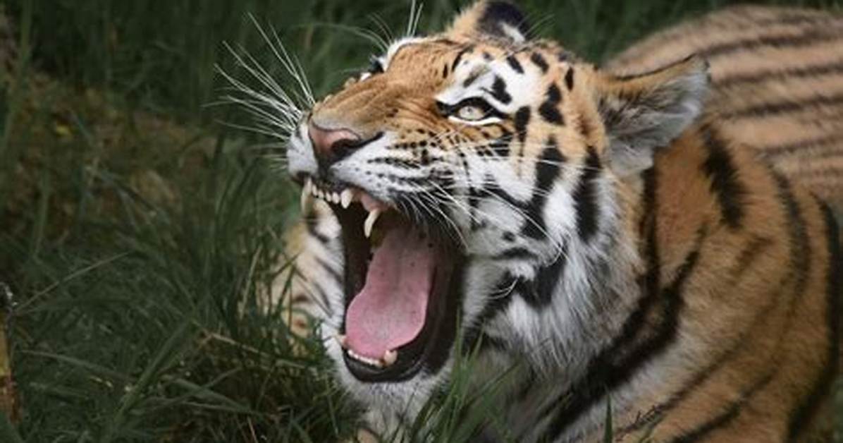 How Does the Tiger Say?