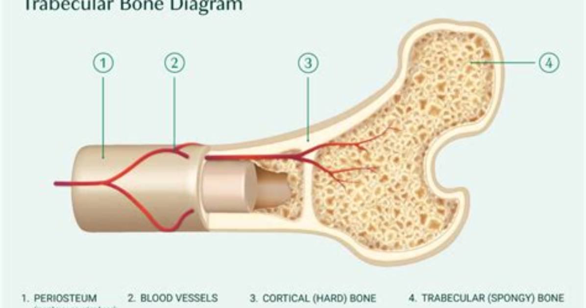 How Does Trabecular Bone Receive Nutrients