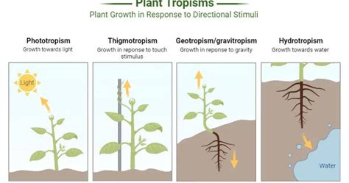 How Does Tropism Happen?