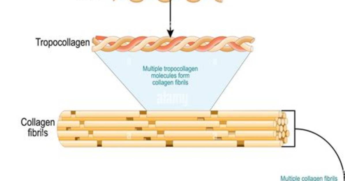 How Does Tropocollagen Form?