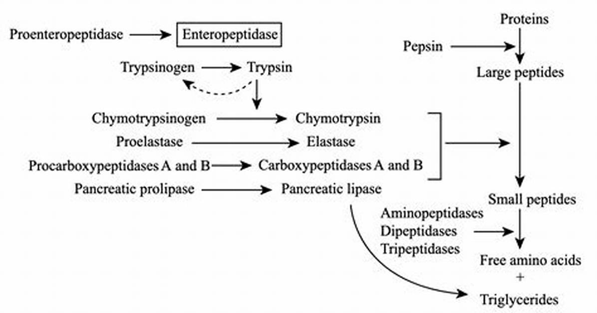 How Does Trypsinogen Work?