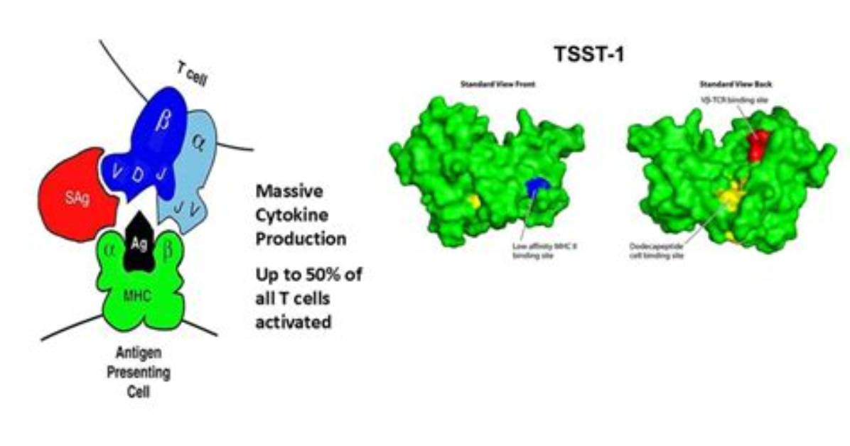 How Does Tsst-1 Work?