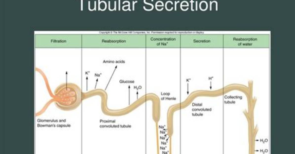 How Does Tubular Secretion Occur