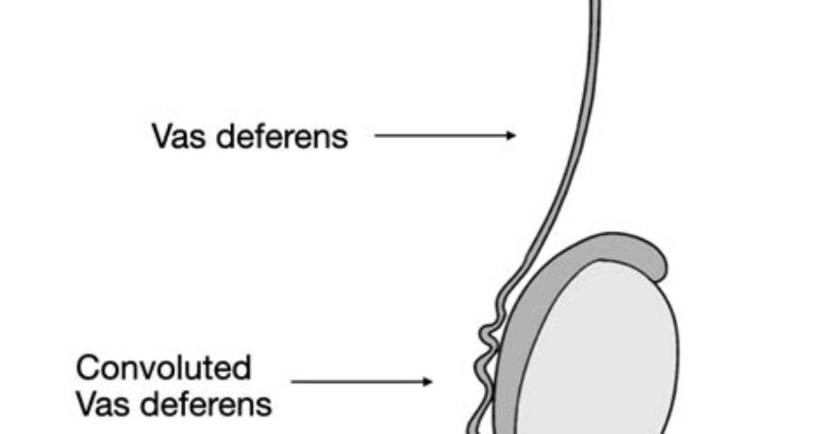 How Does Vas Deferens Work