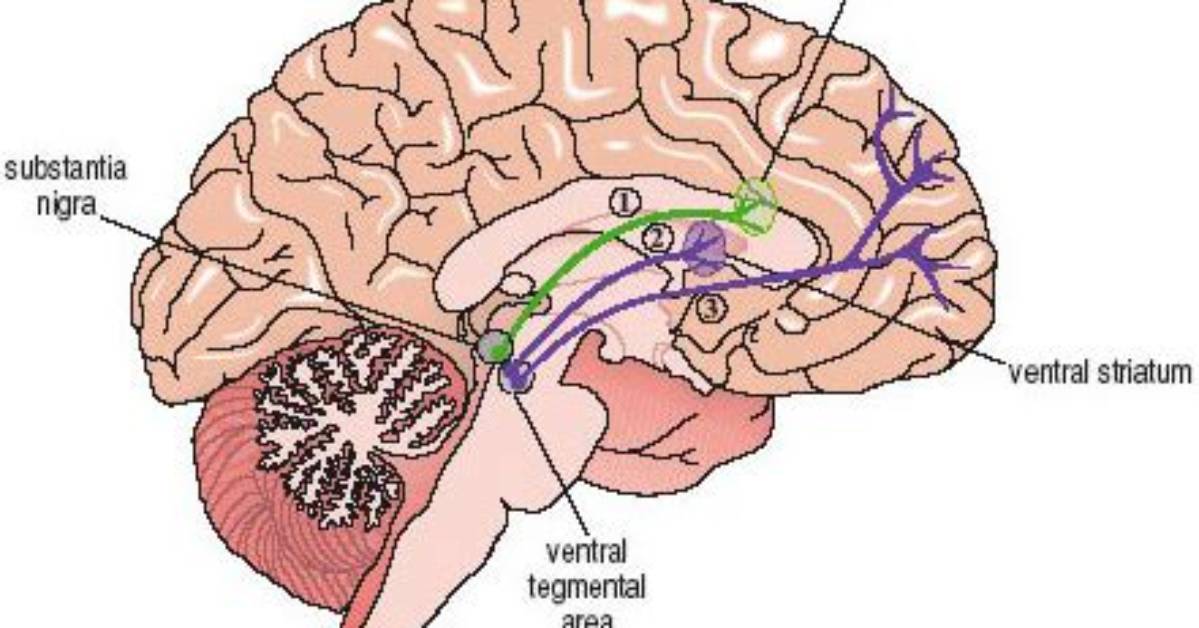 How Does Ventral Striatum Work?