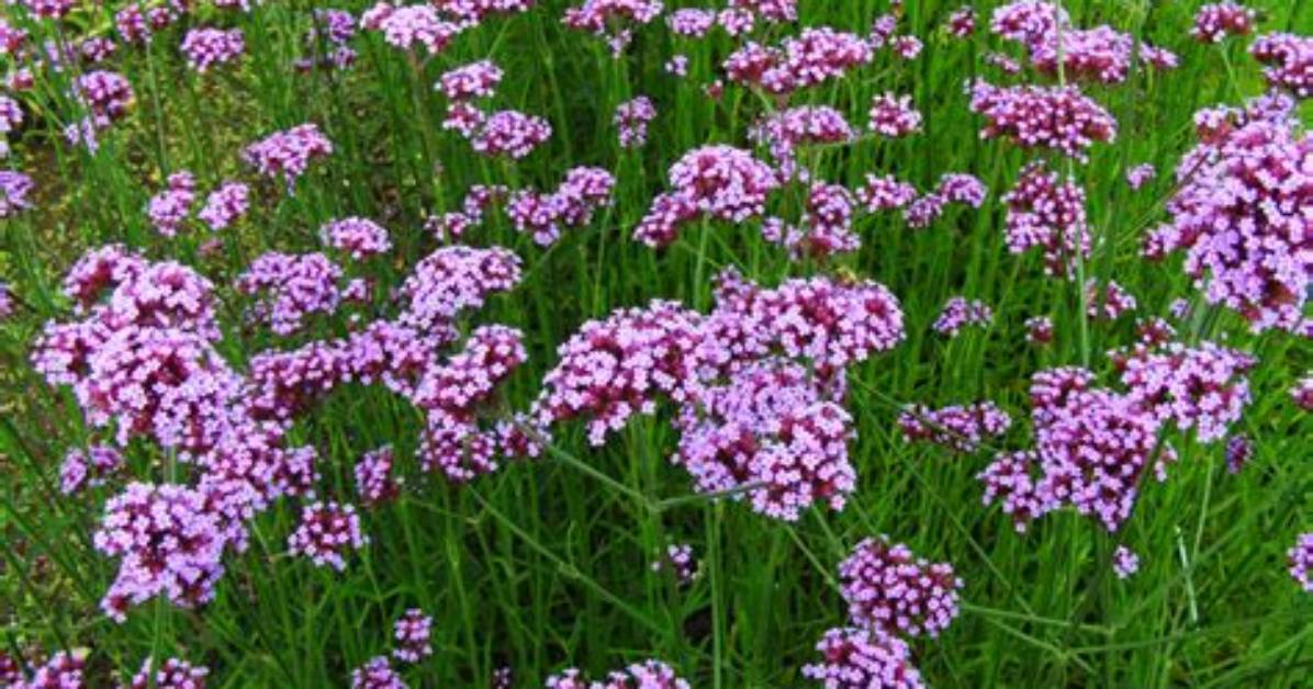 How Does Verbena Bonariensis Spread?
