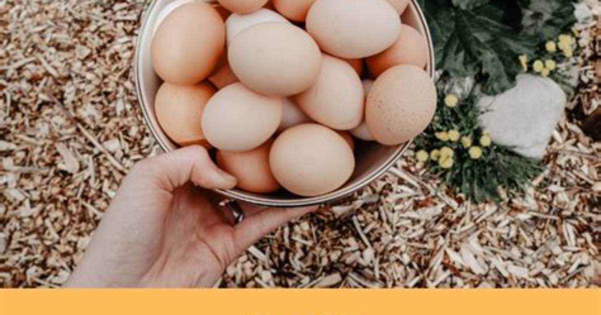How Does Water Glassing Eggs Work?