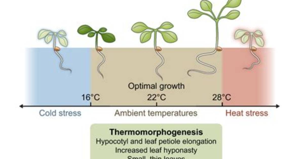 How Does Water Temperature Affect Plant Growth