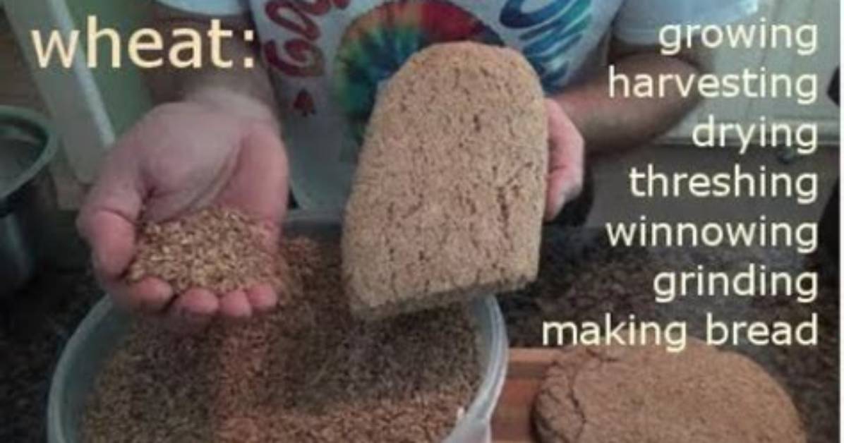 How Does Wheat Turn into Bread