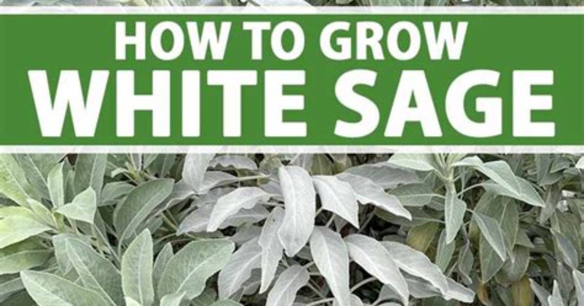 How Does White Sage Grow
