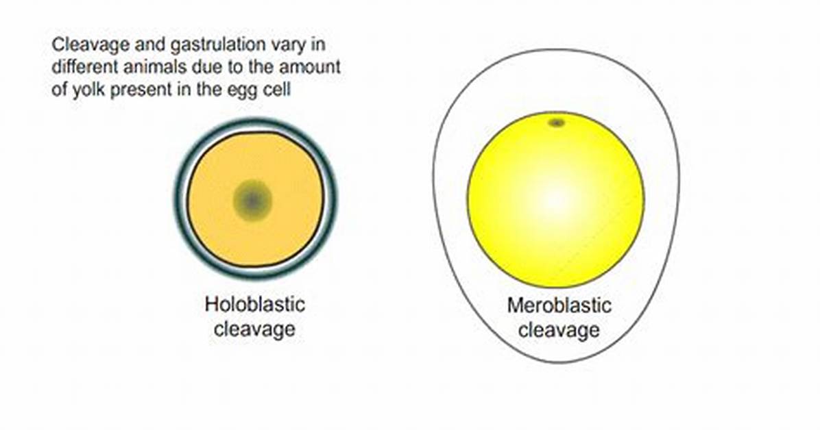 How Does Yolk Affect Meroblastic?