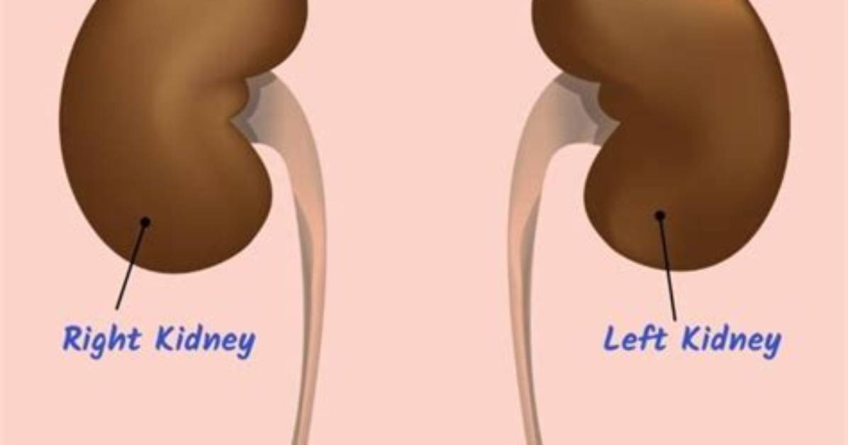 How Does Your Body Create Urine