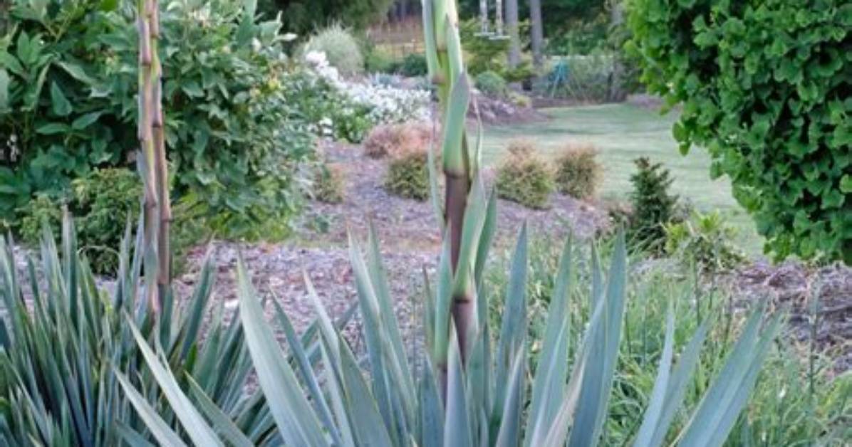 How Does Yucca Grow