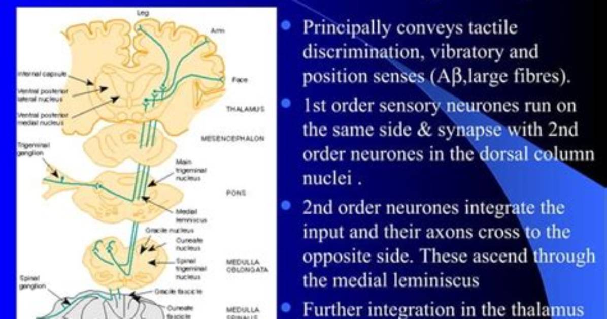 How Dorsal Pathway Work?