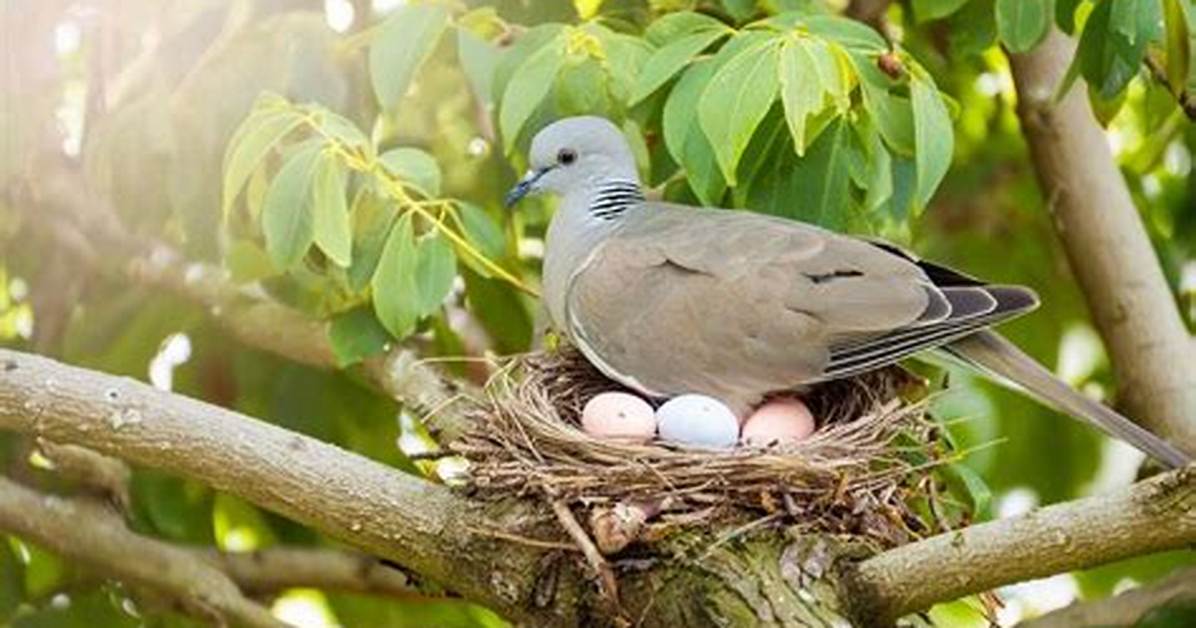 How Dove Make Nest?
