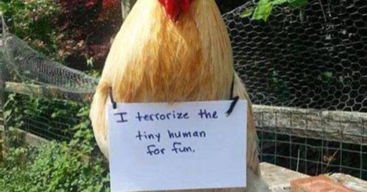 How Dumb Are Chickens?