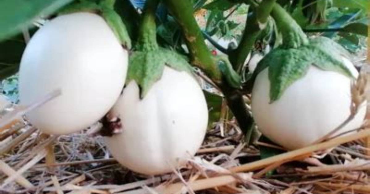How Eggplants Earned Their Name: a Surprising History Behind This Unique Vegetable