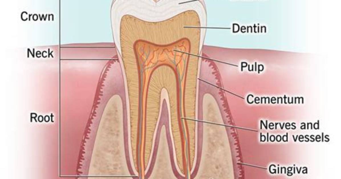 How Enamel Is Formed?