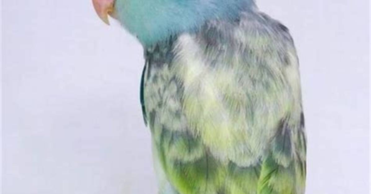 How Expensive Is a Parrotlet?