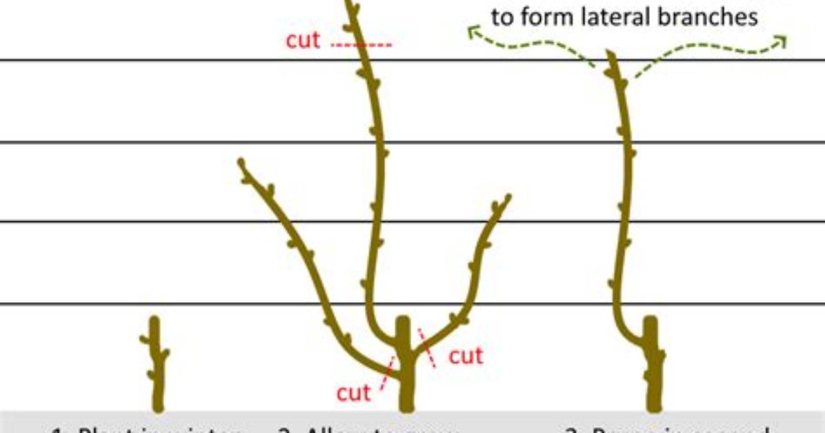 How Far Back Do You Prune Grape Vines