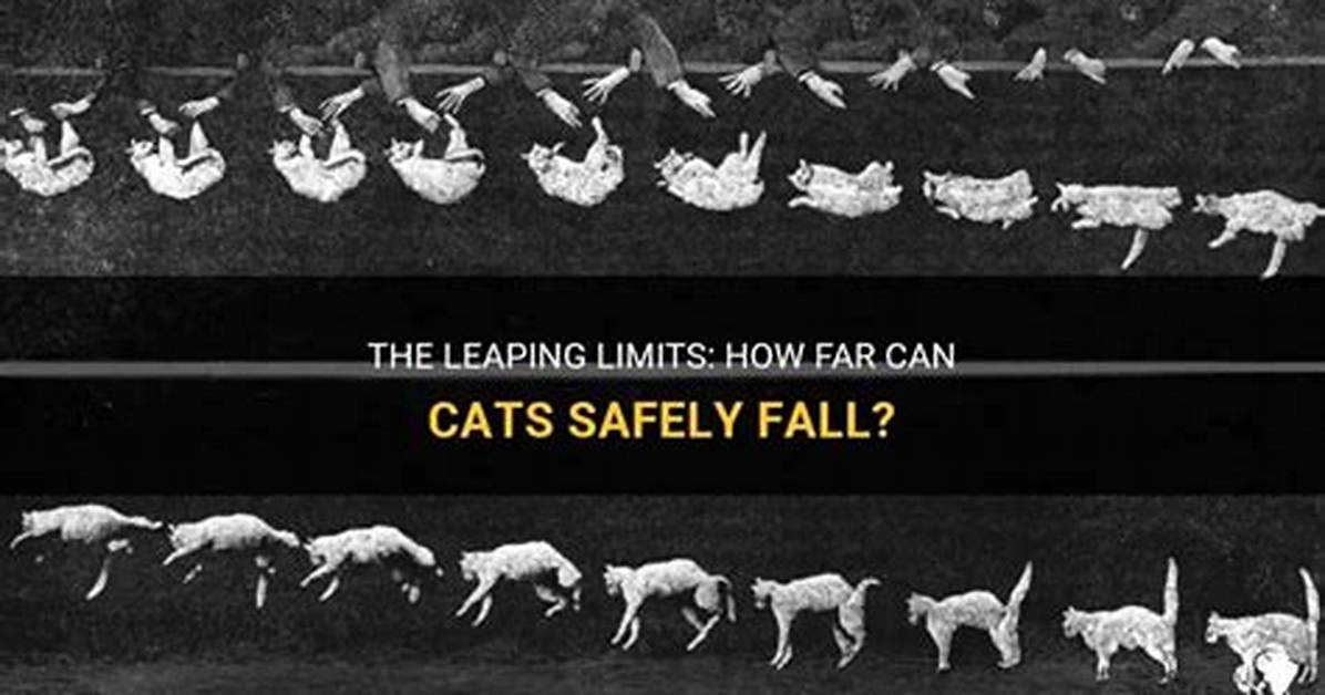 How Far Can a Cat Fall Without Getting Hurt