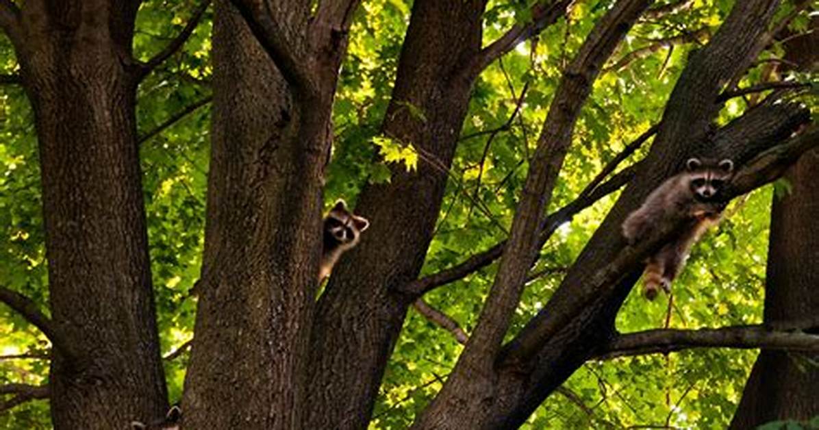 How Far Can a Raccoon Run into the Woods? [Riddle Answers]