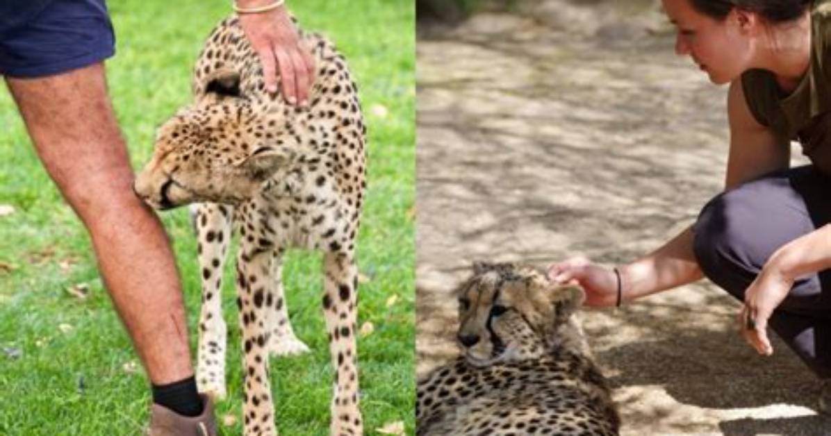 How Far Can Cheetahs See