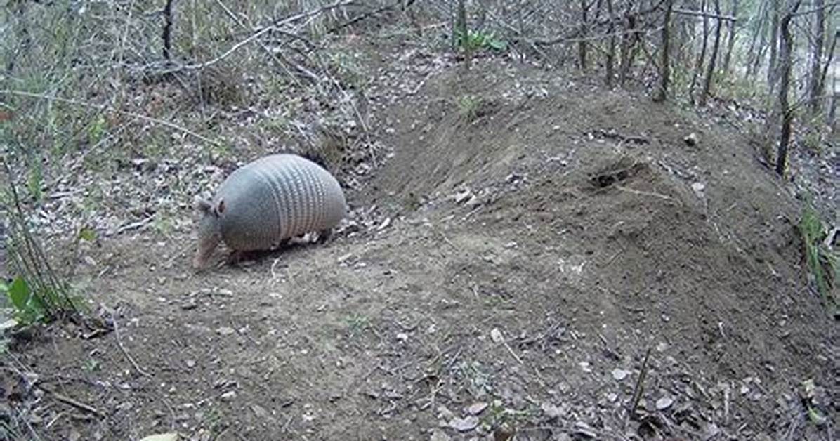 How Far Do Armadillos Burrow?