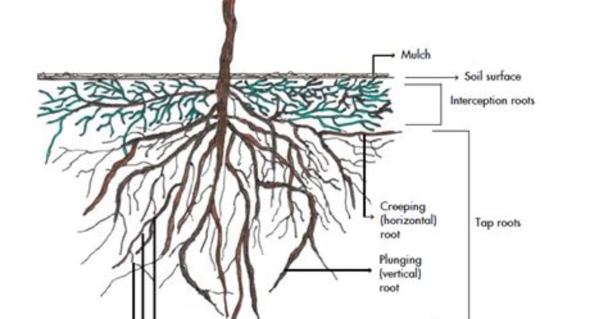 How Far Do Grape Vine Roots Go