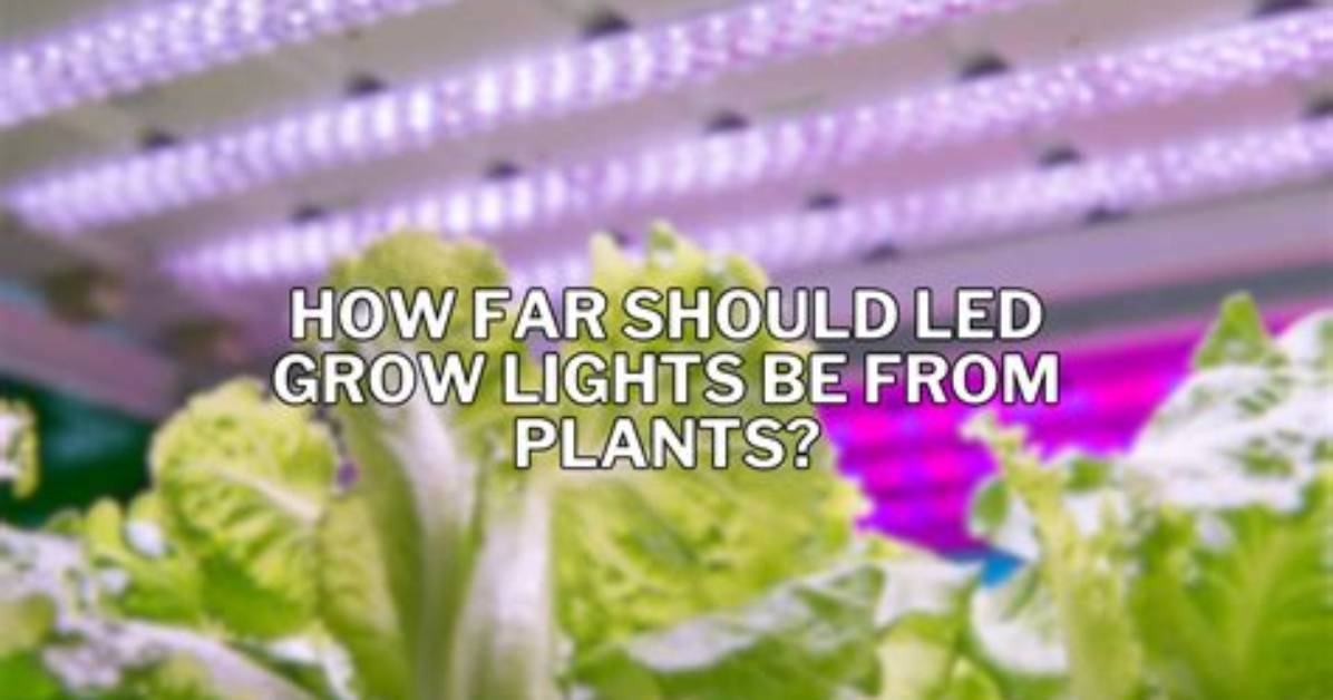 How Far Should Led Lights Be from Seedlings?
