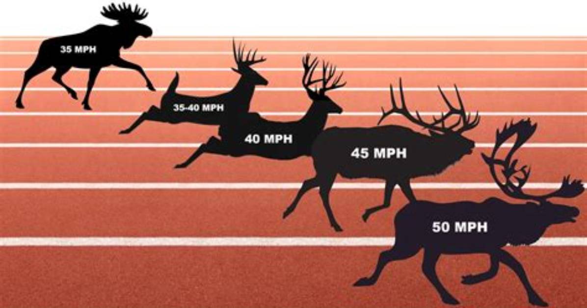 How Fast Can Mules Run