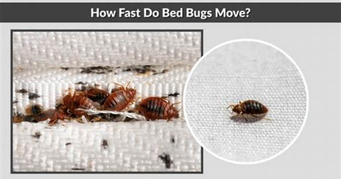 How Fast Do Bed Bugs Move