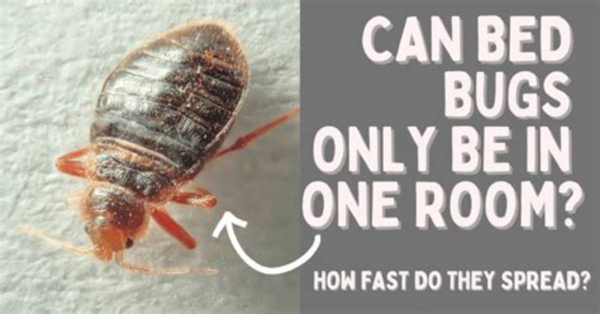 How Fast Do Bed Bugs Spread?