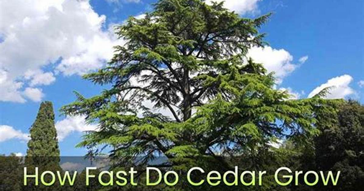 How Fast Do Cedars Grow?