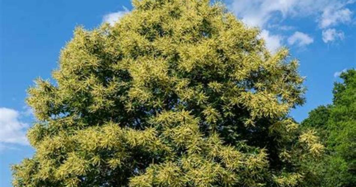 How Fast Do Chestnuts Grow