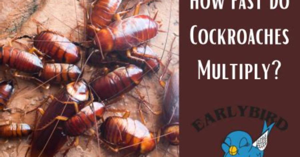 How Fast Do Cockroaches Multiply