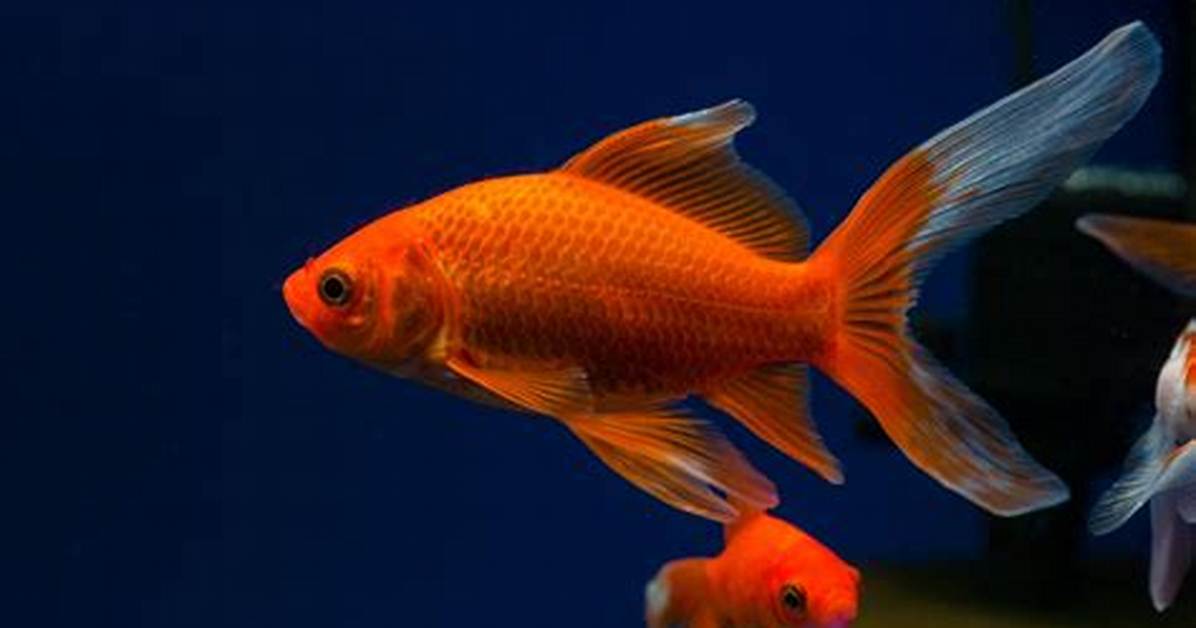 How Fast Do Comet Goldfish Breed