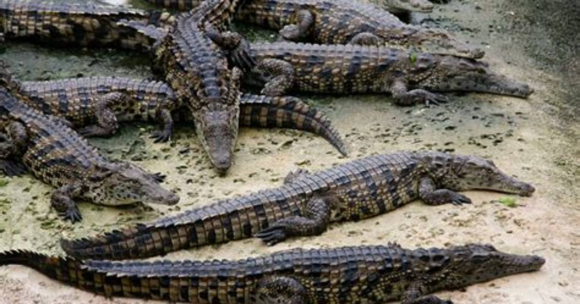 How Fast Do Crocodiles Grow?