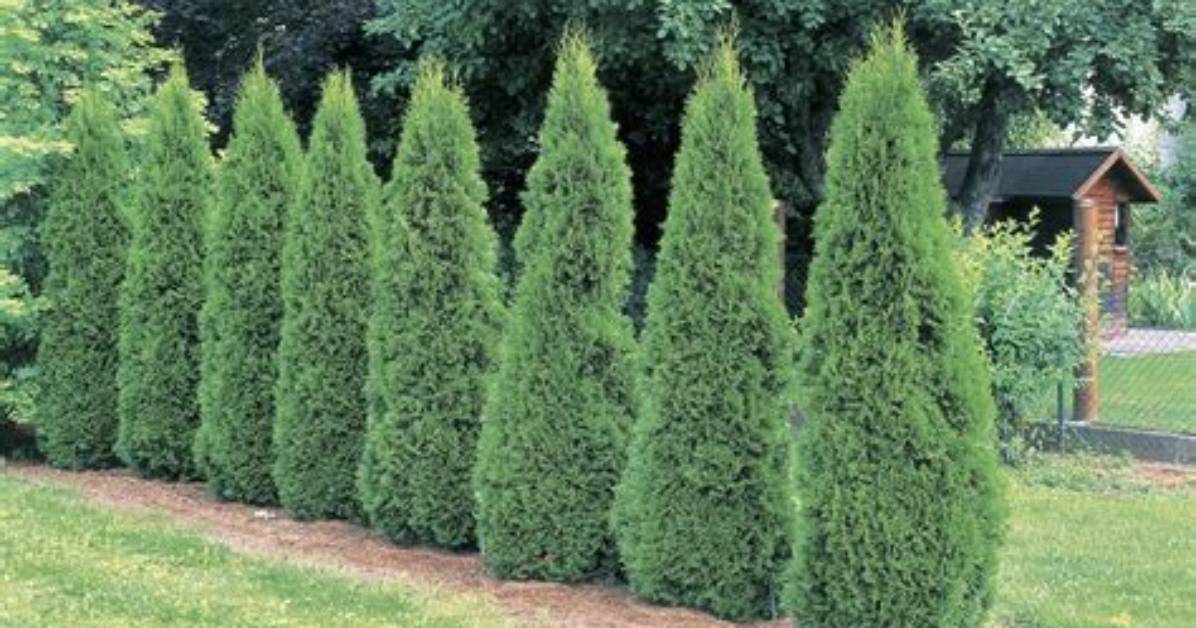 How Fast Do Emerald Green Arborvitae Trees Grow