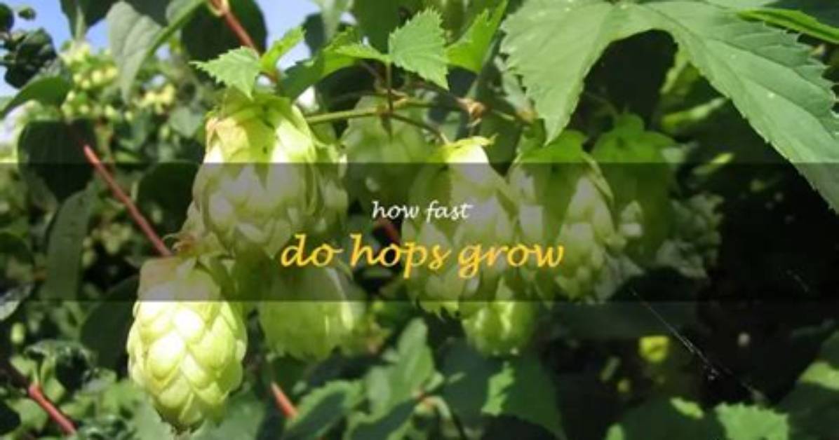 How Fast Do Hops Grow