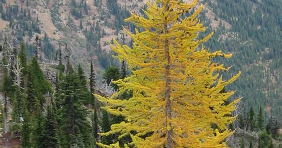 How Fast Do Larch Trees Grow