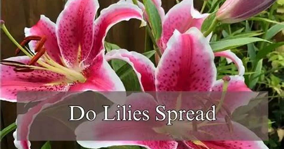 How Fast Do Lilies Spread