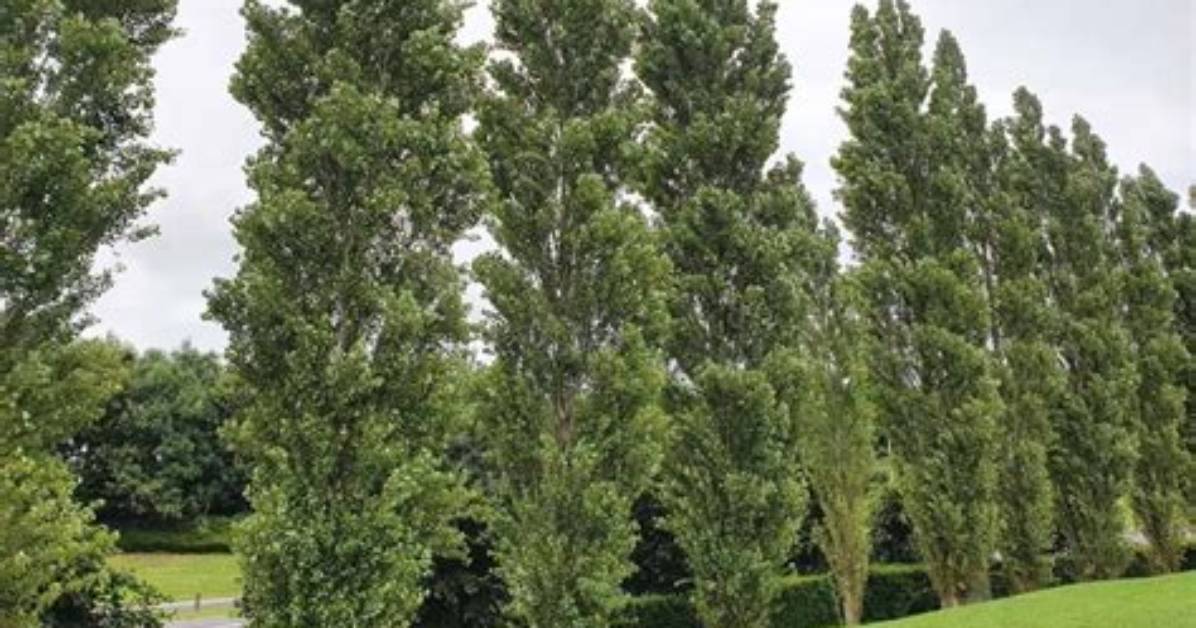How Fast Do Lombardy Poplars Grow
