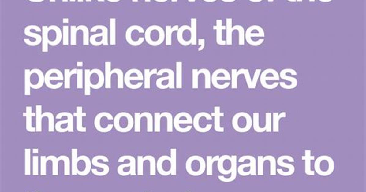 How Fast Do Nerves Grow