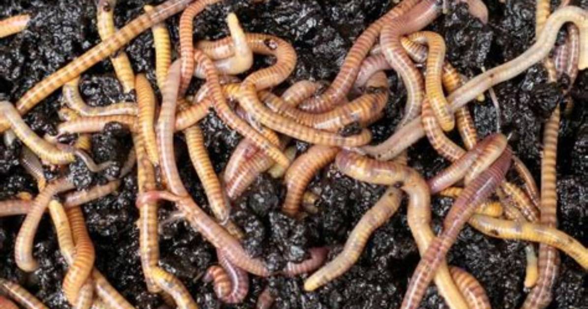 How Fast Do Nightcrawlers Breed