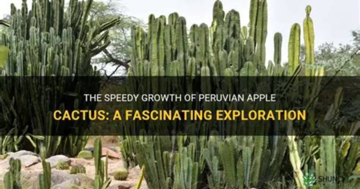 How Fast Do Peruvian Apple Cactus Grow