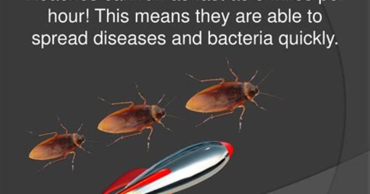 How Fast Do Roaches Spread