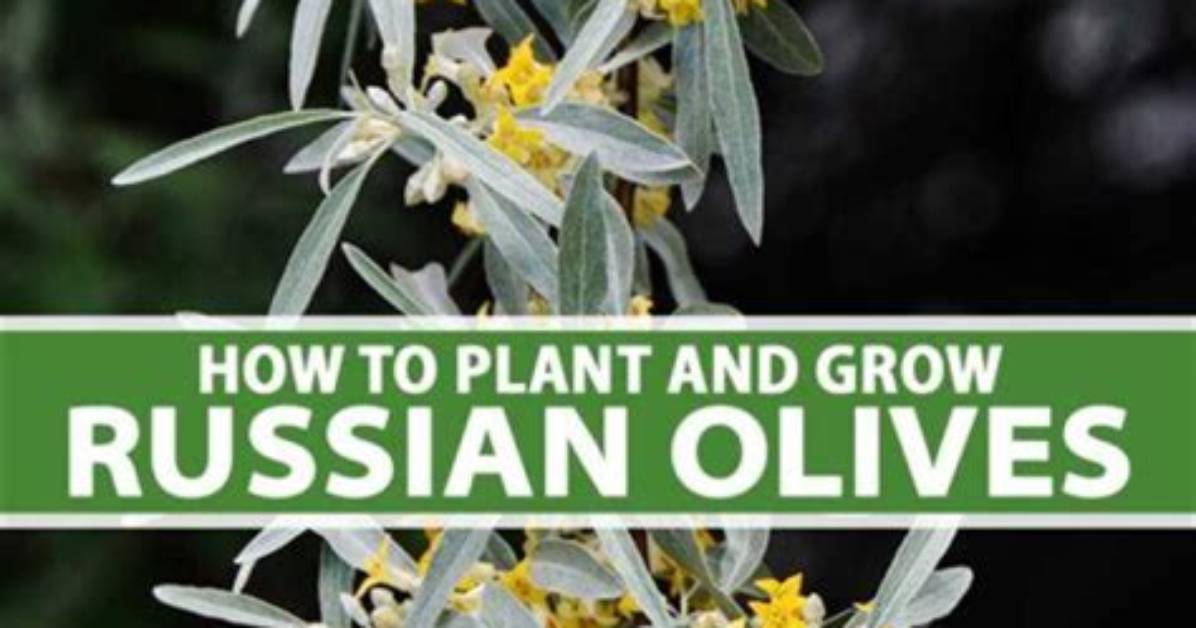 How Fast Do Russian Olives Grow