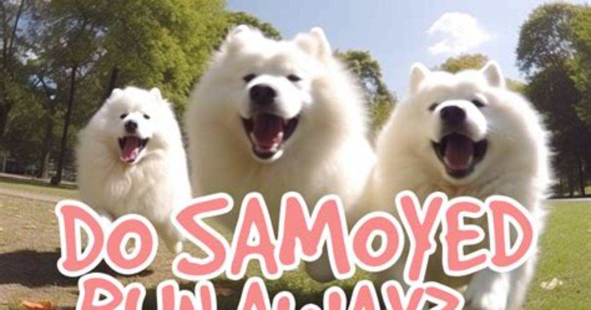 How Fast Do Samoyeds Run