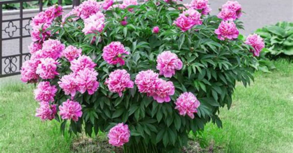 How Fast Do Tree Peonies Grow